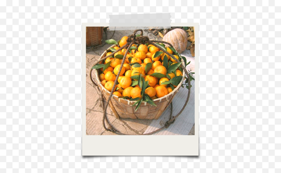 Organic Mandarin Oranges U2013 Edward U0026 Sons Trading Co - Clementine Png,Oranges Png