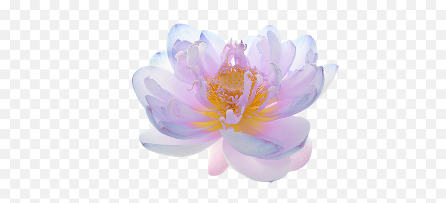 Transparent - Flowers Indian Lotus Also Nelumbo Nucifera Transparent Background Translucent Transparent Background Lotus Flower Png,Lotus Flower Transparent