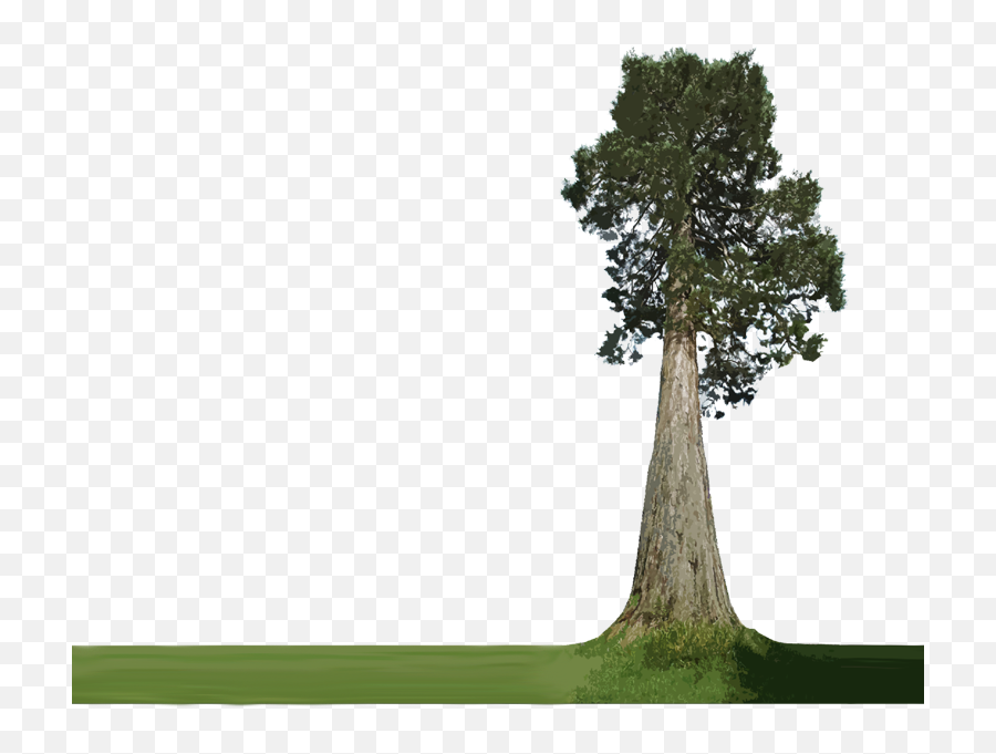 Download Hd Forest Plants Png - Big Tree Transparent Transparent Background Big Tree Png,Forest Tree Png