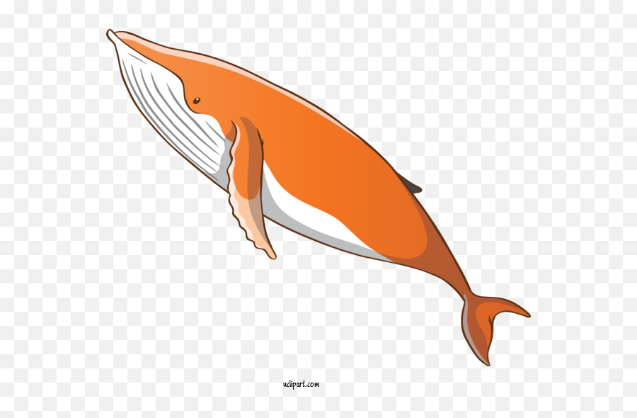 Animals Dolphin Cetacea Fin For Whale - Whale Clipart Png,Whale Transparent