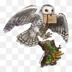 Hedwig Png 7 Image - Letter Owl Harry Potter,Hedwig Png