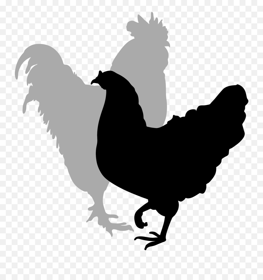 Rooster Silhouette Clip Art - Rooster And Hen Silhouette Rooster And Hen Silhouette Png,Rooster Png