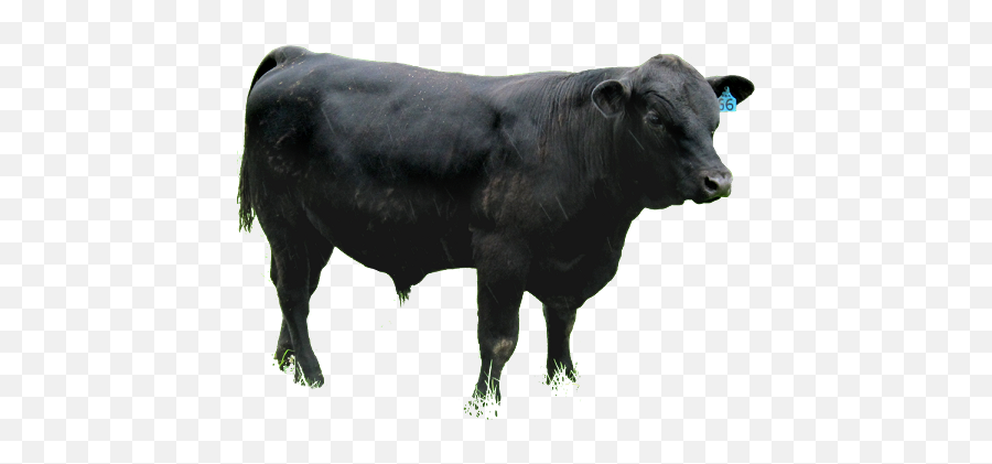 Png Transparent Angus Cattle - Angus Png,Cattle Png