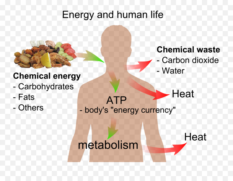 Energy And Life - Energy And Life Png,Life Png