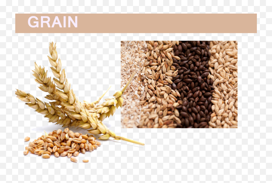 Grain Png Pic - All Grain Png,Grains Png