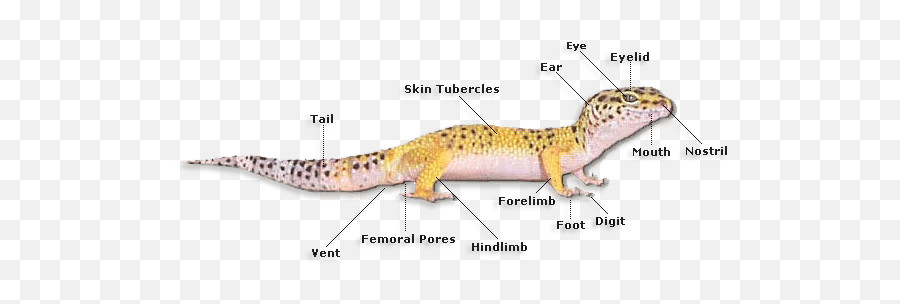 Adirondack Geckos - Diagram Of A Gecko Png,Leopard Gecko Png