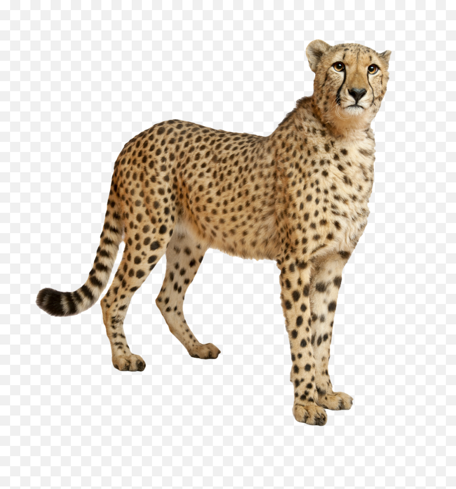 Leopard Standing Png Image - Purepng Free Transparent Cc0 Do Cheetahs Run So Fast,Bard Png