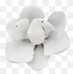 Colección Shop Baby Lu Boutique - Moth Orchids png