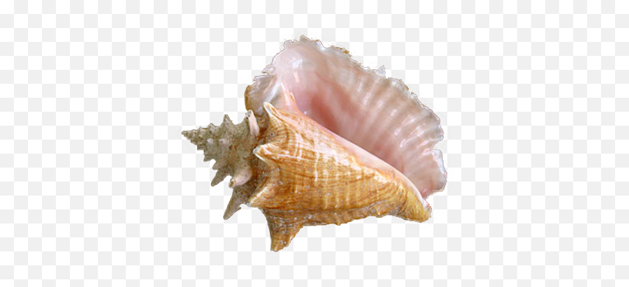 Shell Png - Seashell,Sea Shell Png