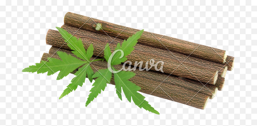 Medicinal Neem Twigs - Photos By Canva Neem Stick Png,Twigs Png