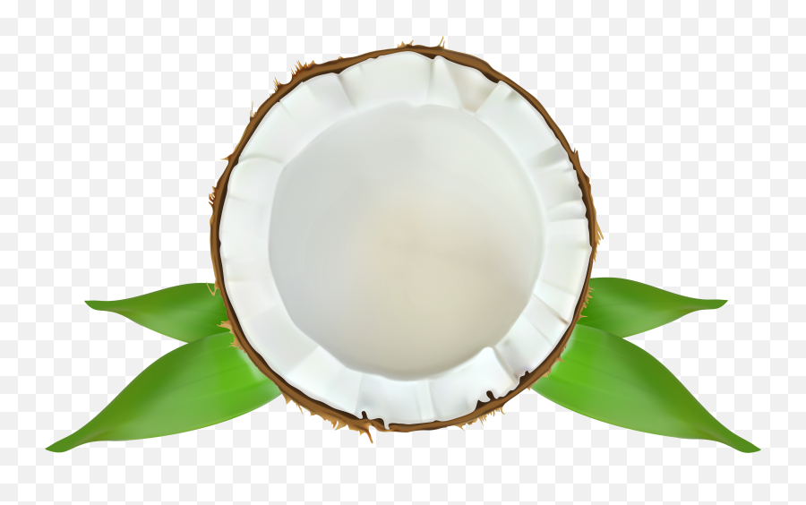 Coconut Transparent U0026 Png Clipart Free Download - Ywd Transparent Background Coconut Clip Art,Coconut Png