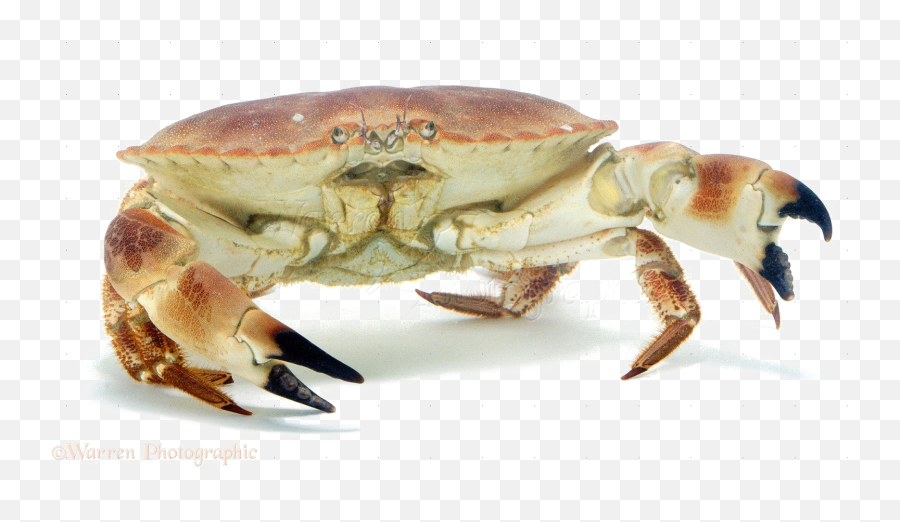 Crab Png Image - Transparent Background Crab Png,Crab Transparent Background