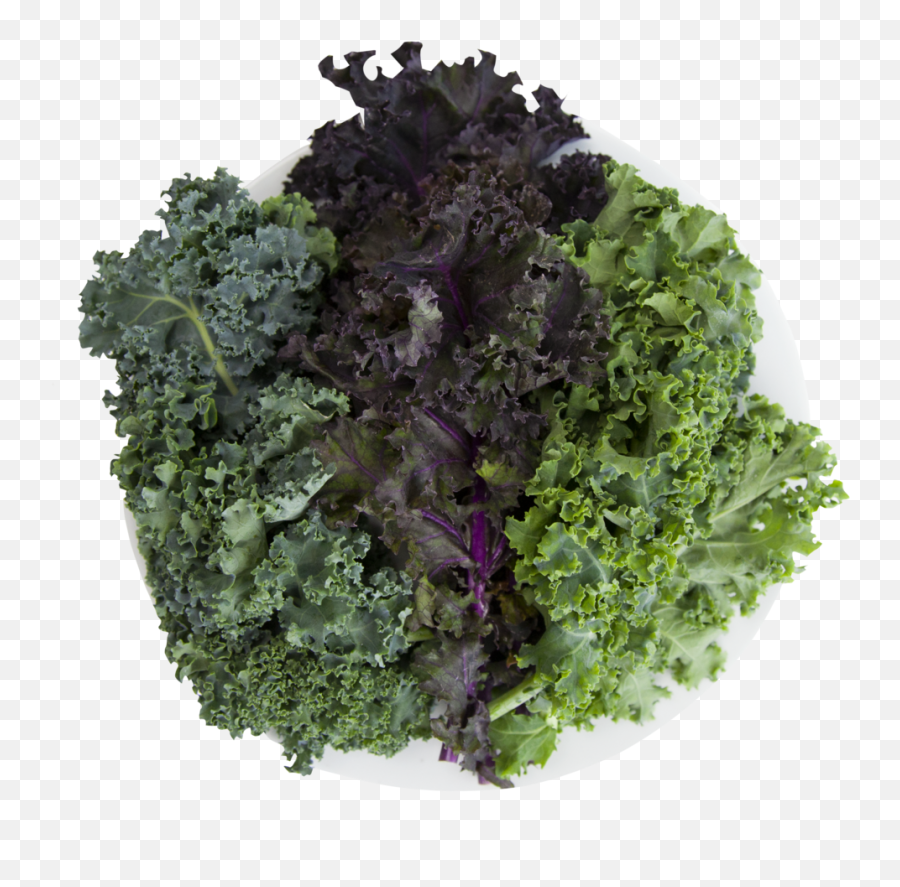 Curly Kale Png Image With No Background - Cruciferous Vegetables,Kale Png