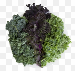 Curly Kale Png Image With No Background - Cruciferous Vegetables,Kale Png