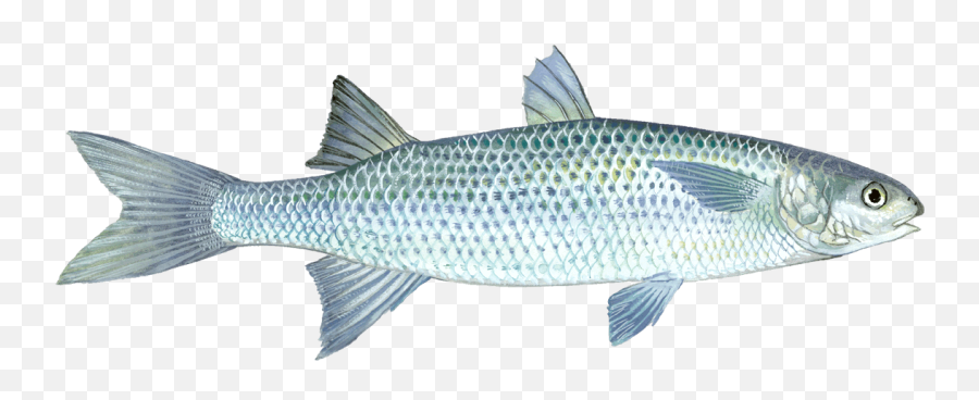 Download Mullet Fish Pictures - Grey Mullet Fish Png,Mullet Png