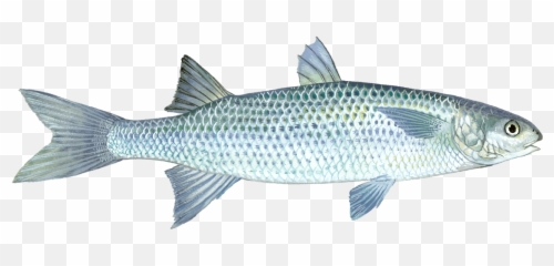 Download Mullet Fish Pictures - Grey Mullet Fish Png,Mullet Png