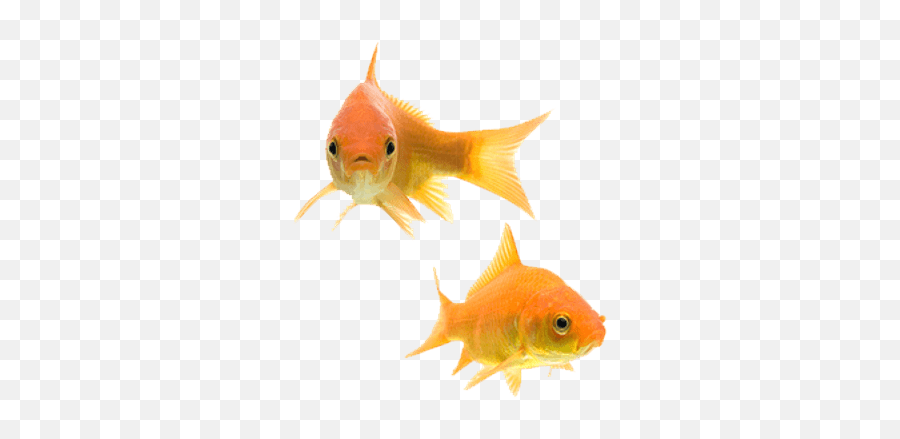Goldfish Couple Transparent Png - Transparent Background Gold Fish Png,Fish Png Transparent