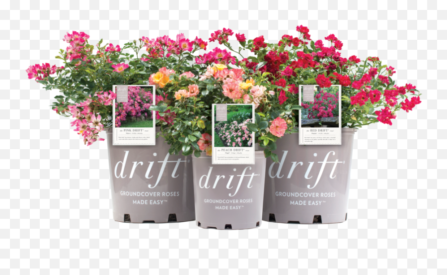 Tree Shrub Planting Material Products - Drift Roses Colors Png,Flower Bushes Png