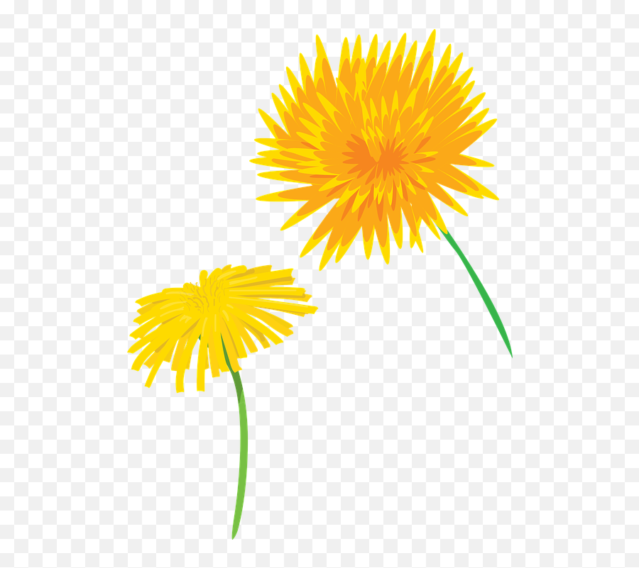 Flower Dandelion Plants - Free Vector Graphic On Pixabay Dandelion Png,Dandelion Png