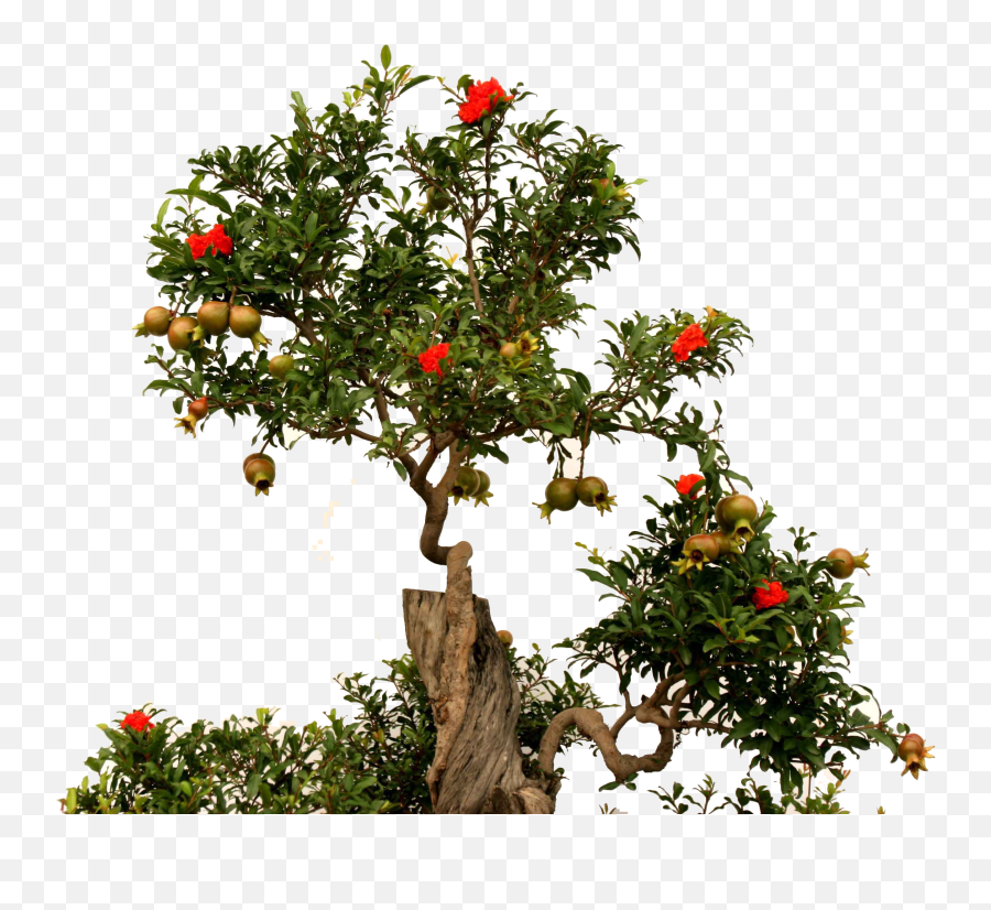 Download Fruit Root Green - Pomegranate Tree Transparent Background Png,Fruit Tree Png