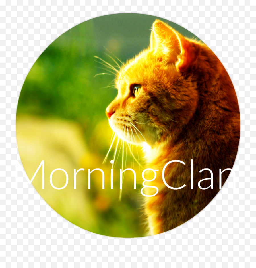 Download Cat Morning Sun Hd Walselpaper - Good Morning Cats Png,Orange Cat Png