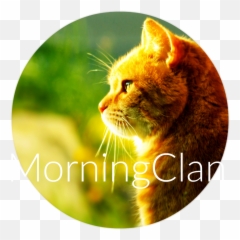 Download Cat Morning Sun Hd Walselpaper - Good Morning Cats Png,Orange Cat Png