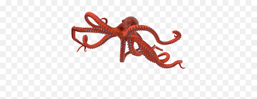 Octopus Png Photo Background - Octopus 3d Png,Octopus Png