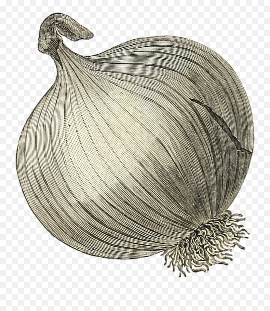 Onion Vegetable Transparent - Png Transparent Onion Drawing Png,Onion Transparent Onion Vegetable Transparent - Png Transparent Onion Drawing Png,Onion Transparent