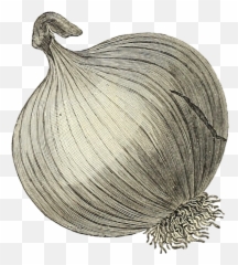 Onion Vegetable Transparent - Png Drawing