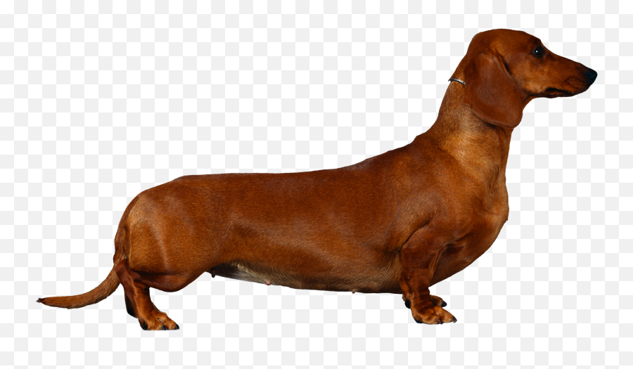 Hound Png Images - Dachshund,Dachshund Png
