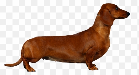 Hound Png Images - Dachshund,Dachshund Png