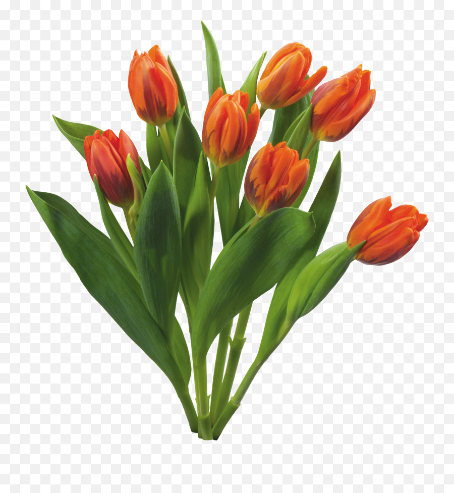 Love Tulips Beautiful Spring - Flowers Png,Spring Flowers Png