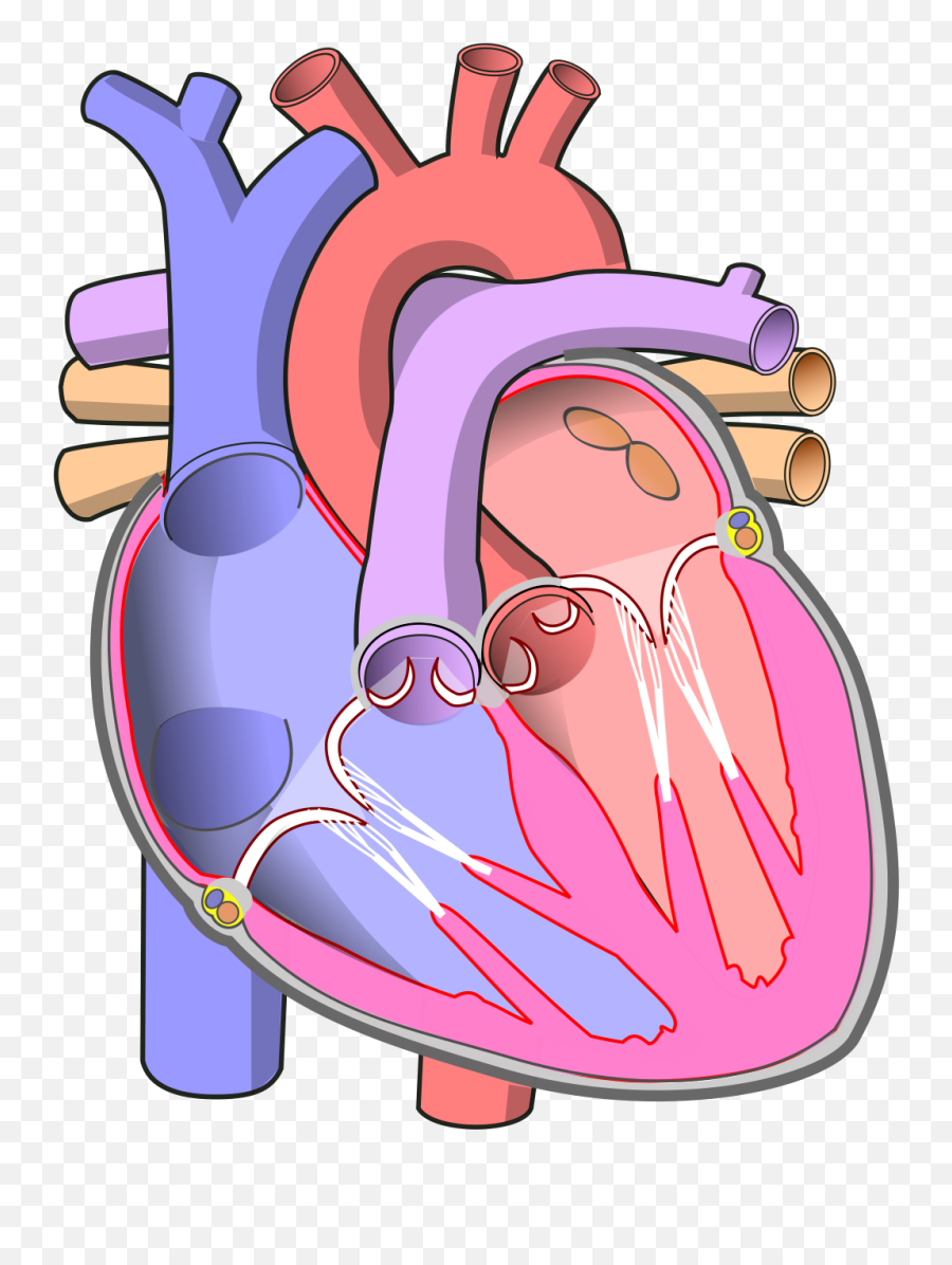 Diagram Of The Human Heart - Human Heart Png,Human Heart Png