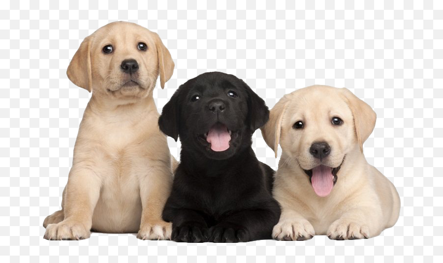 Labrador Retriever Puppy Png Free Image - Puppy Lab Dog Png,Black Lab Png