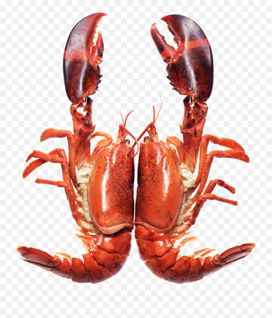 Crayfish - Lobster Png Download Original Size Png Image Seafood,Lobster Png