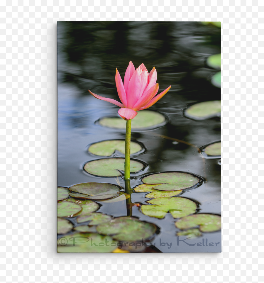 Lotus Flower U2014 Photography By Keller Png Transparent