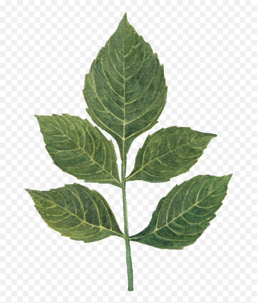 Dahlia Leaf By We Studio - Mint Leaf Png,Watercolor Leaf Png