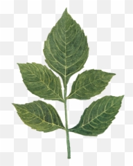 Dahlia Leaf By We Studio - Mint Leaf png