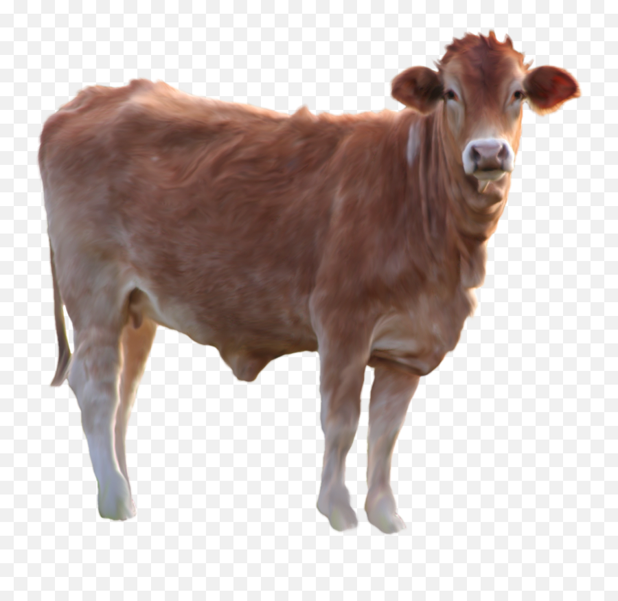 Cow Png Image - Brown Cow Png,Cattle Png