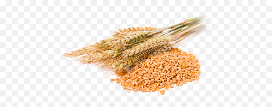 Whole Grain Png Picture - Transparent Background Wheat Beer Png,Grains Png