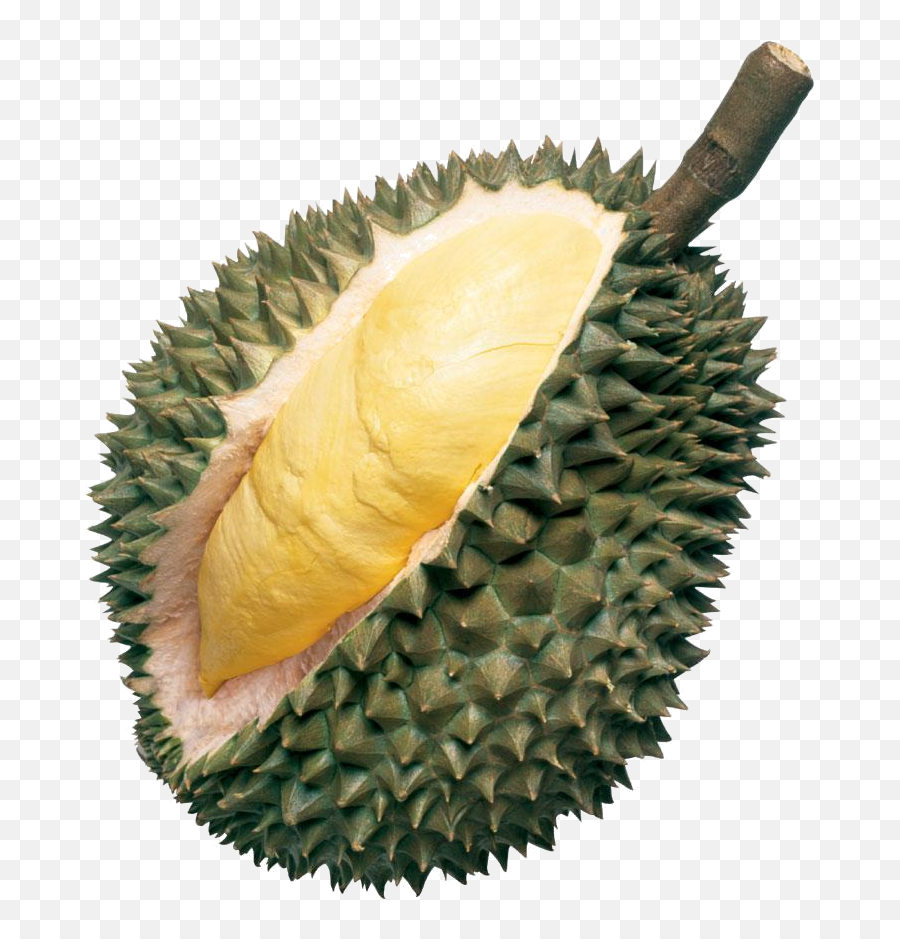 Pin - Durian Png,Durian Png