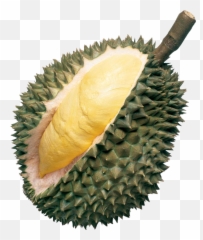 Pin - Durian Png,Durian Png