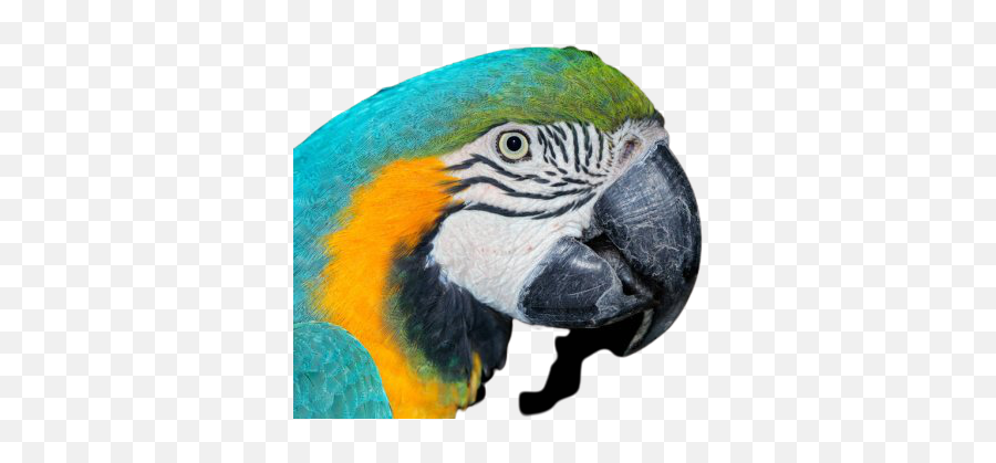 Atlasmed - Budgerigar Png,Macaw Icon