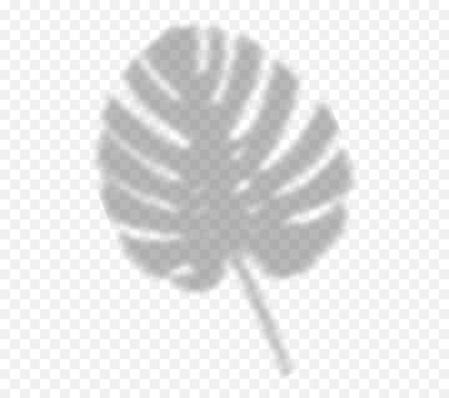 Contact Meg Rafferty Png Palm Frond Icon