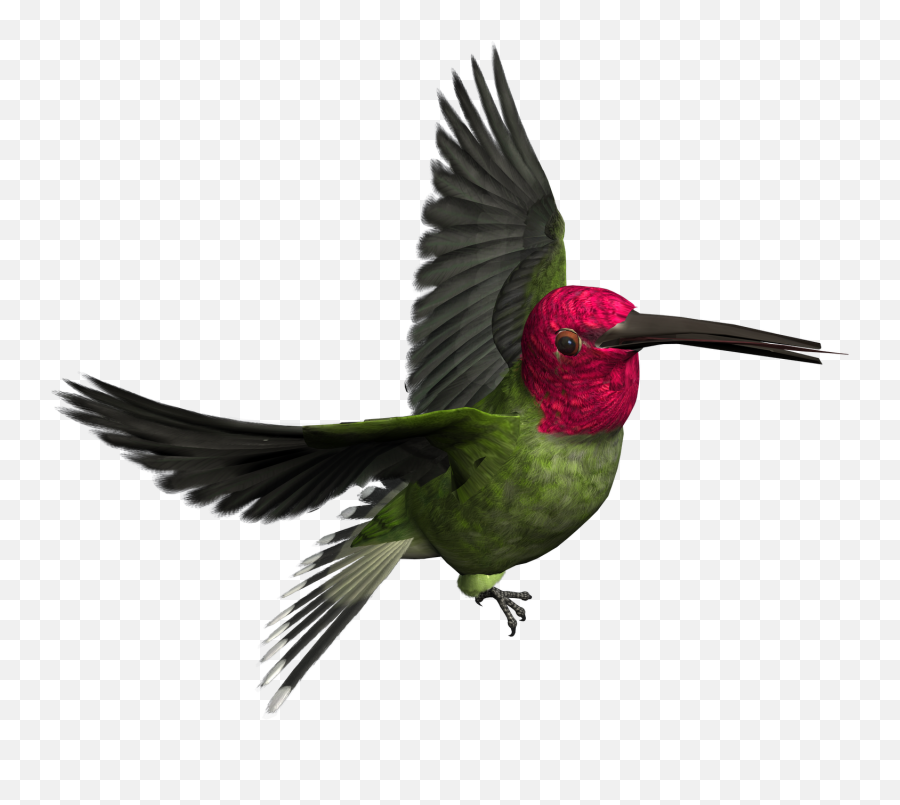 Hummingbird Clipart Realistic Animal - Wood Pecker Birds Png,Humming Bird Png