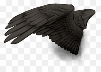 Den Lioden - Accipitriformes png