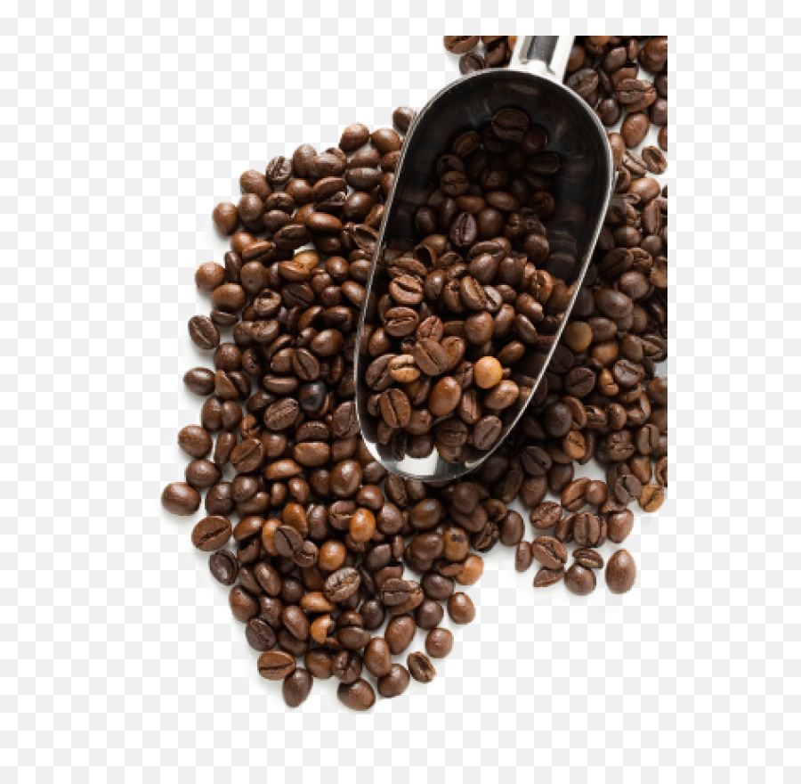 Coffee Bean Png Transparent - Coffee Beans Png Hd,Coffee Beans Transparent