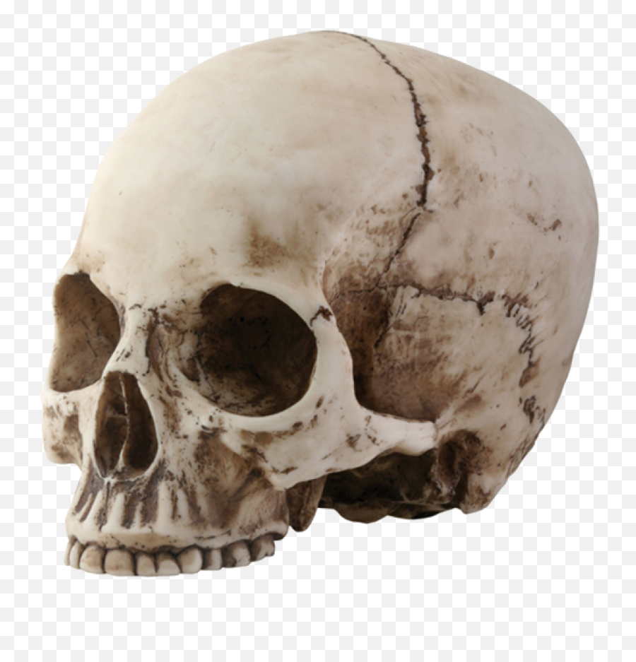 Skeleton Head Png Transparent Images All - Skull Png,Head Png