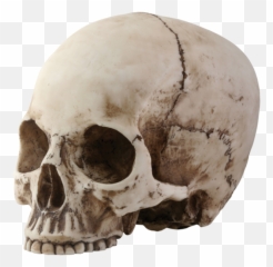 Skeleton Head Png Transparent Images All - Skull Png