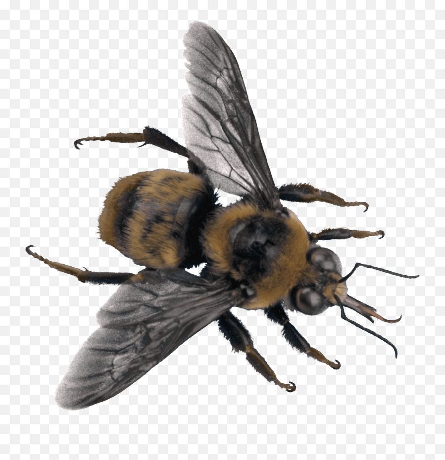 Download Bee Top - Bee On Transparent Background Png Image High Resolution Bee Transparent Background,Bee Transparent Background
